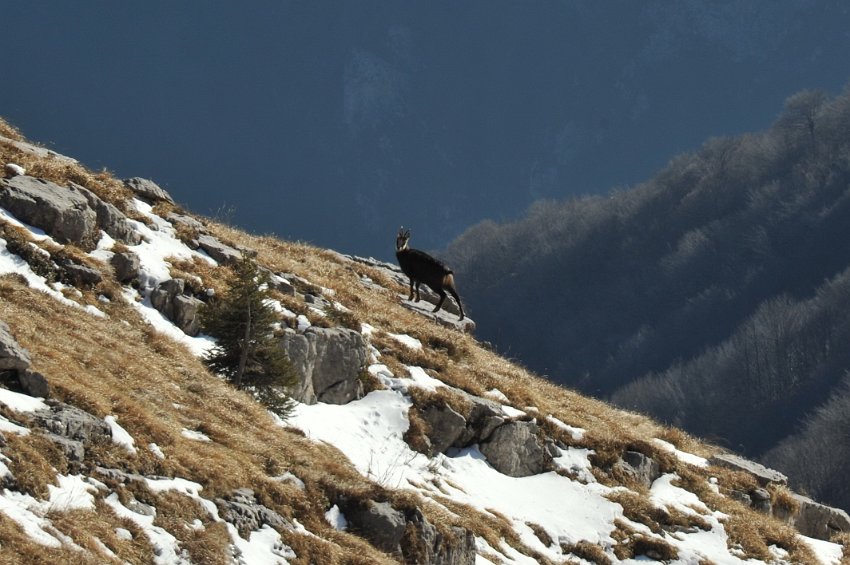 69 - Zorzone - Cima Menna.jpg